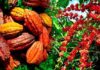 Le Kg du cacao fixé à 900 Fcfa et celui du café à 750 Fcfa