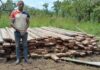Protection des forêts ivoiriennes/Lutte contre le sciage à façon : 2 mois seulement d’emprisonnement pour des scieurs