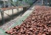Conseil café-cacao de Divo : près de 193.000 tonnes livrés au port d’Abidjan au cours de la campagne 2021-2022