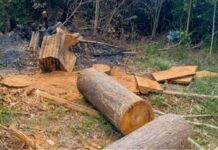 PROCES DES POURFENDEURS  DES FORETS : POURQUOI DES PEINES D’EMPRISONNEMENT SI MOQUEURS ?