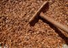 Cacao : la production de la Côte d’Ivoire en hausse de plus de 5 % à fin décembre 2022
