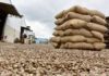 Crise mondiale du cajou : Les producteurs payés à 150 FCFA/KG au lieu de 315 FCFA/KG