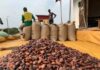 Cacao: la Côte d’Ivoire suspend la vente de contrats d’exportation en raison des intempéries