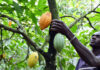 Tribune libre : Le cacao « durable » doit provenir de planteurs gagnant un revenu décent