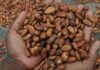 Pourquoi le prix du cacao s’envole-t-il ?