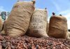 Surpaiement : les exportateurs nationaux demandent au Conseil Café Cacao d’intervenir