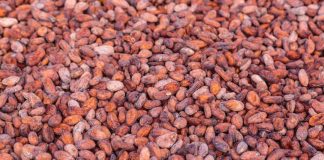 Le gouvernement ghanéen réduit le prix d’achat du cacao et ajuste sa politique face à la chute des cours mondiaux