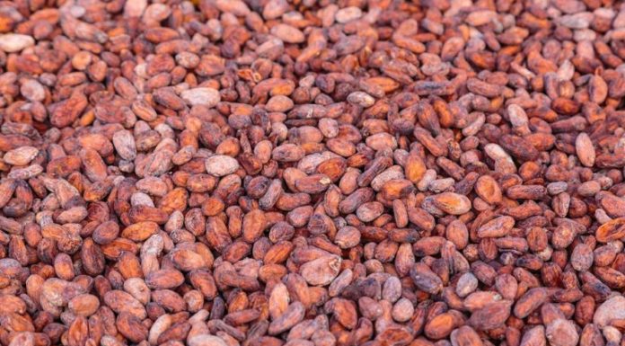 Le gouvernement ghanéen réduit le prix d’achat du cacao et ajuste sa politique face à la chute des cours mondiaux