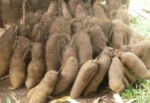 Abidjan : Le prix des denrées alimentaires sur le marché