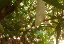 Des planteurs de Toulepleu inquiets à l’approche de la campagne intermédiaire du cacao