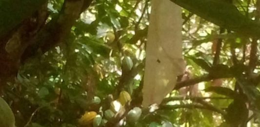 Des planteurs de Toulepleu inquiets à l’approche de la campagne intermédiaire du cacao