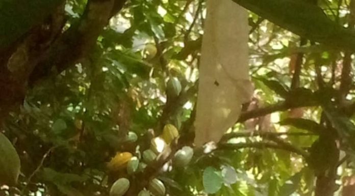 Des planteurs de Toulepleu inquiets à l’approche de la campagne intermédiaire du cacao